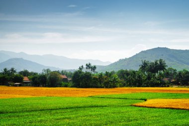 Pirinç ekimi çeşitli aşamalarında. Renkli pirinç tarlaları