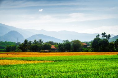 Muhteşem pirinç tarlaları olgunluk farklı aşamalarında