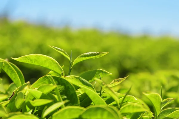 Vue rapprochée de pittoresques jeunes feuilles de thé vert vif — Photo