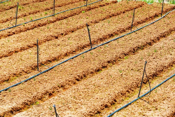 Jeunes plantes cultivées à la ferme biologique et abreuvoirs — Photo