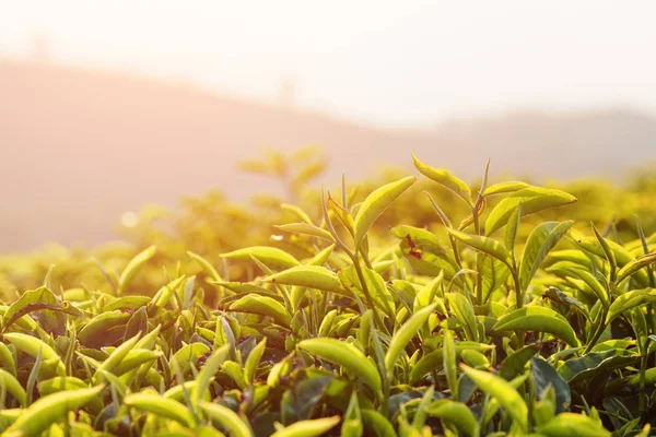 在日落时惊人的上部绿茶叶在茶园 — 图库照片