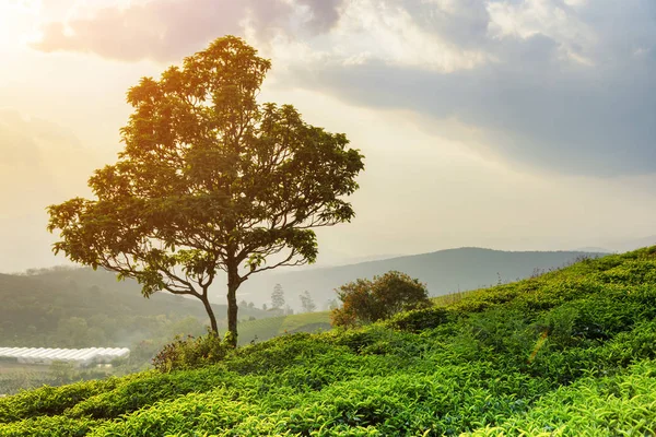 Árvore entre arbustos de chá verde na plantação de chá ao pôr do sol — Fotografia de Stock