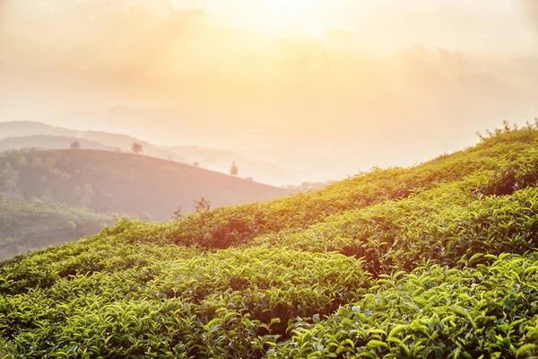 Сценические зеленые чайные кусты на чайной плантации на закате — стоковое фото