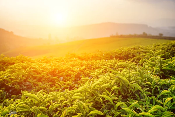 Incroyables feuilles de thé vert à la plantation de thé au coucher du soleil — Photo