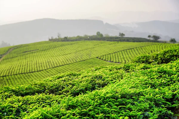 Yeşil çay şaşırtıcı çay plantasyonunda akşamları bırakır — Stok fotoğraf