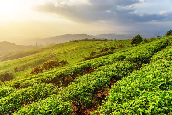 Filas de arbustos de té jóvenes en la plantación de té al atardecer — Foto de Stock