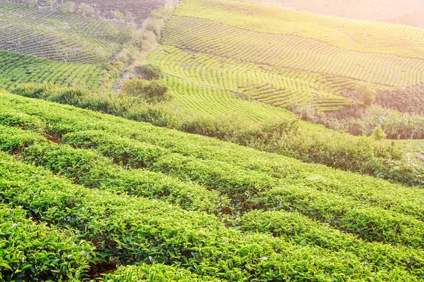 Vista panorámica de la plantación de té. Filas verdes de arbustos de té — Foto de Stock