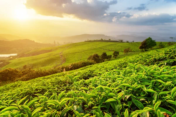 Green tea leaves at tea plantation in rays of sunset