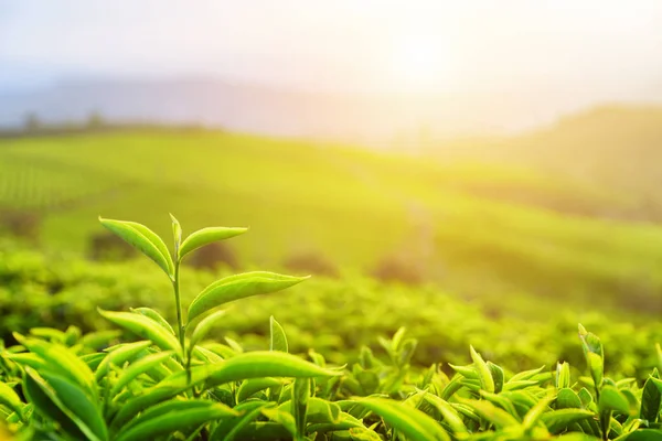 Hojas de té verde brillante superior joven en los rayos de la puesta del sol — Foto de Stock