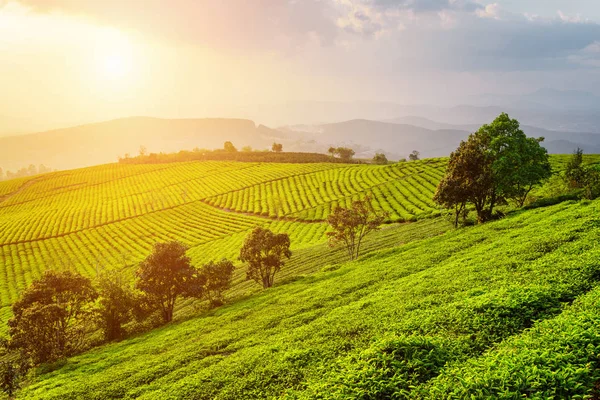 Vue imprenable sur la plantation de thé. Paysage rural estival pittoresque — Photo