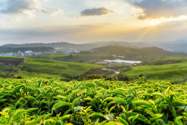 Vue rapprochée de belles feuilles de thé vert supérieur au coucher du soleil — Photo