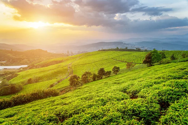 Increíbles arbustos de té verde brillante joven y cielo colorido puesta del sol — Foto de Stock