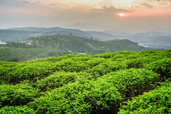 Escénicos jóvenes arbustos de té verde brillante y cielo colorido atardecer — Foto de Stock