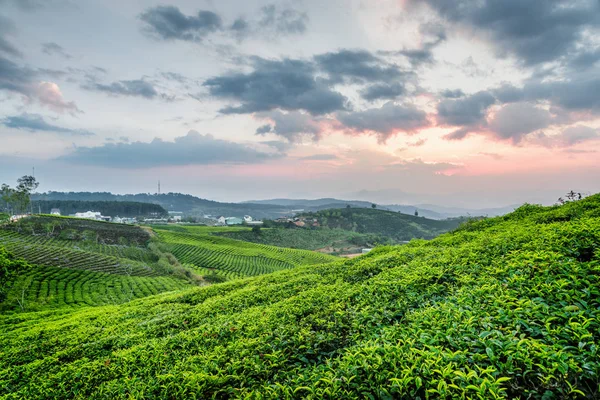 Hermosos arbustos de té verde brillante joven y cielo colorido puesta de sol — Foto de Stock