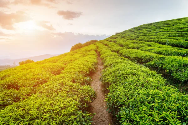 Linhas de arbustos de chá verde brilhante no fundo do céu por do sol — Fotografia de Stock