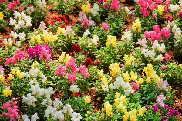 Hermosas flores de dragón de colores (antirrrinum) en el jardín —  Fotos de Stock