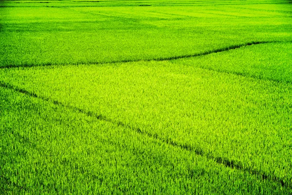 夏には明るい緑の田んぼ — ストック写真