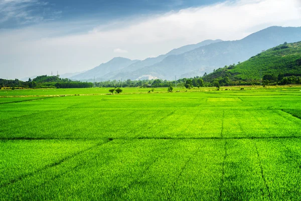 Яскраво-зелені рисові поля. Мальовничий літній пейзаж — стокове фото