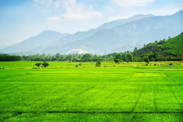 Csodálatos fényes zöld rizs mezők, nyáron — Stock Fotó