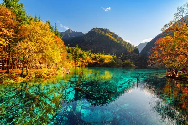 Vista fantástica de troncos de árvores submersas no Lago das Cinco Flores — Fotografia de Stock