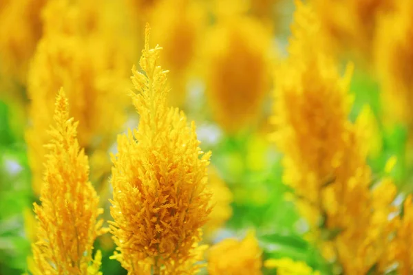 Lindas flores amarelas brilhantes no fundo da natureza — Fotografia de Stock