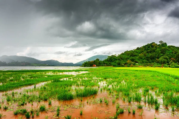 The Lak Lake and green rice field, Dak Lak Province, Vietnam — Stock Photo, Image