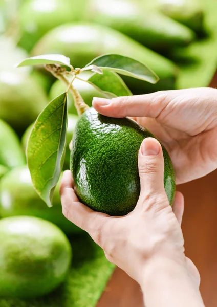 Mãos de abacate verde fresco no mercado — Fotografia de Stock