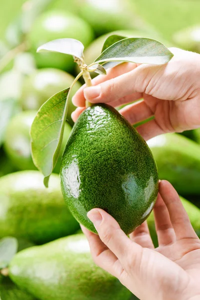 Hands holding avocado at market. Woman choosing fresh fruits — Stock Photo, Image