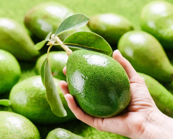 Вид крупным планом руки, держащей свежий авокадо на рынке — стоковое фото