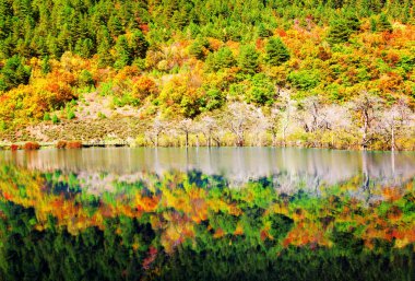 Renkli sonbahar woods gölde yansıyan. Güzel manzara