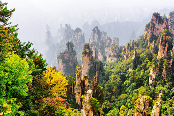 Top view of natural quartz sandstone forest among colorful fall woods in the Tianzi Mountains (Avatar Mountains), the Zhangjiajie National Forest Park, Hunan Province, China. Beautiful landscape.