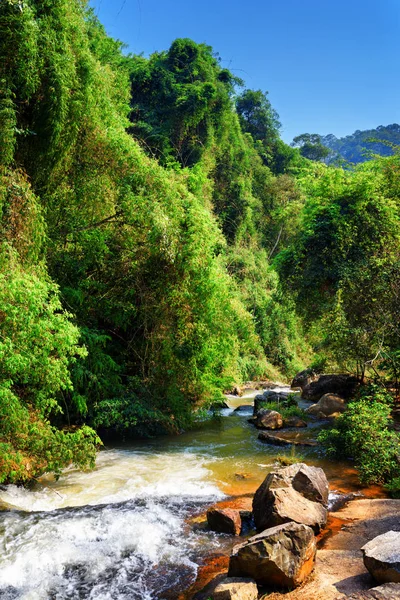 Vue de la rivière de montagne parmi les bois verts — Photo