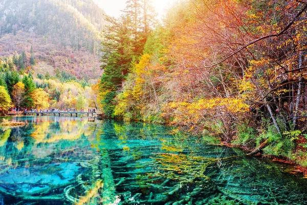 Scenic submerged tree trunks in water of the Five Flower Lake