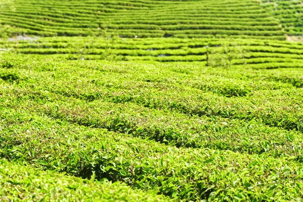 Gröna rader av buskar på teplantage — Stockfoto