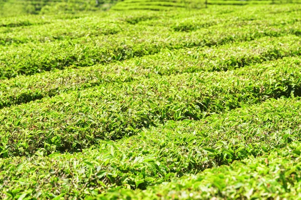 Scenografiche file verdi di cespugli sulla piantagione di tè — Foto Stock