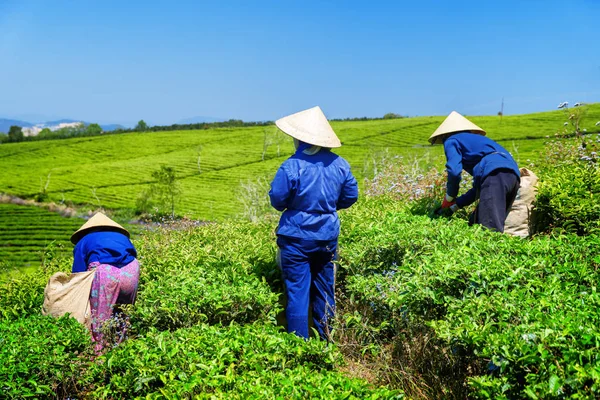 Geleneksel şapka üst parlak çay yaprakları toplama işçiler — Stok fotoğraf