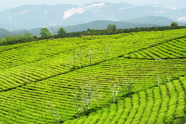 Σειρές από θάμνους, νέοι φωτεινό πράσινο τσάι σε φυτεία τσαγιού — Φωτογραφία Αρχείου