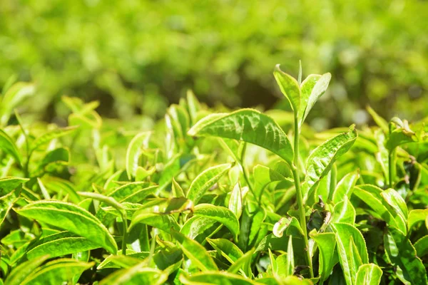 Closeup view of young upper fresh bright green tea leaves — Stock Photo, Image