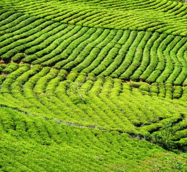 Genç parlak yeşil çay çalılar doğal satırları