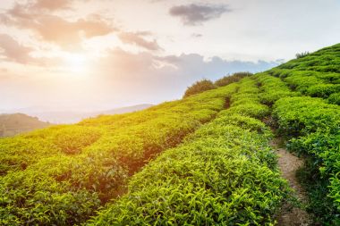 Parlak yeşil çay çalılar ve günbatımı gökyüzü inanılmaz satırları