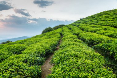 Parlak yeşil çay çalılar ve günbatımı gökyüzü güzel satırları
