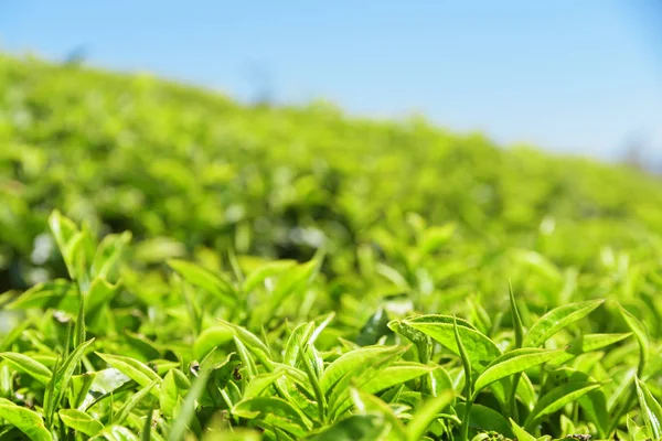 Vista de cerca de las hojas de té verde brillante fresco superior — Foto de Stock