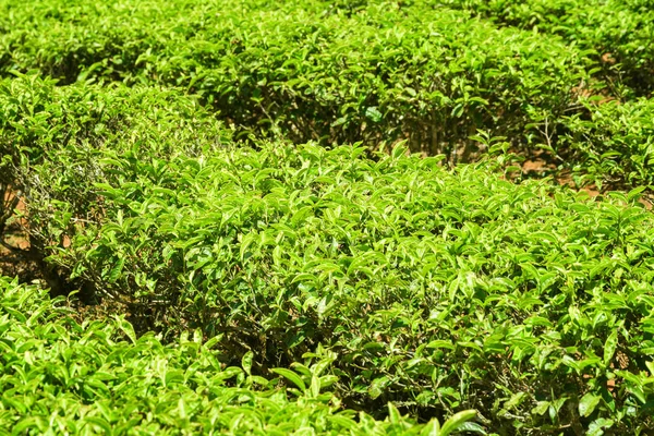 Arbustos de té verde brillante con hojas frescas superiores jóvenes — Foto de Stock