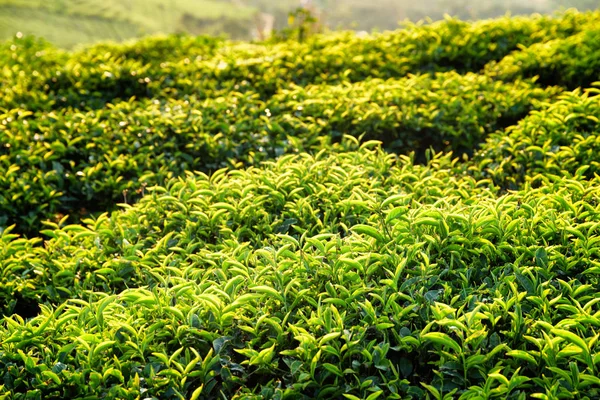 Belos jovens arbustos de chá verde brilhante ao pôr do sol — Fotografia de Stock