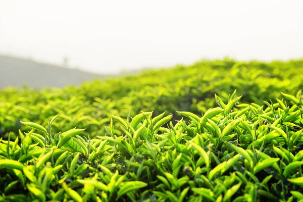 Folhas de chá verde superior na plantação de chá ao pôr do sol — Fotografia de Stock