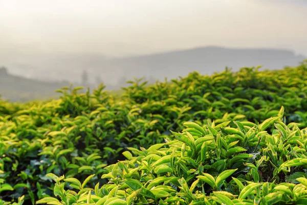 Foglie di tè verde panoramiche alla piantagione di tè in sera — Foto Stock