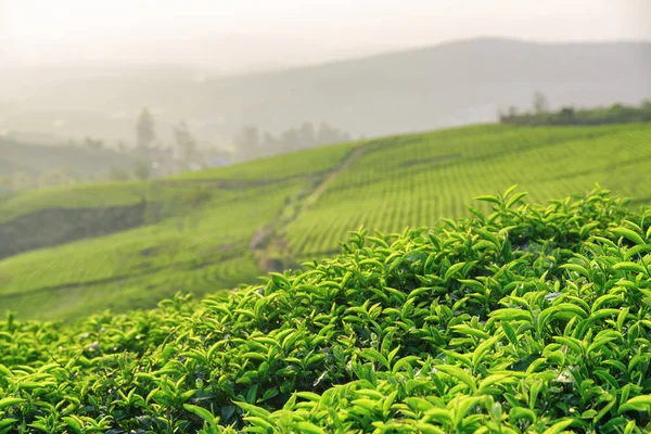 Hojas de té verde brillante fresco en la plantación de té por la noche — Foto de Stock