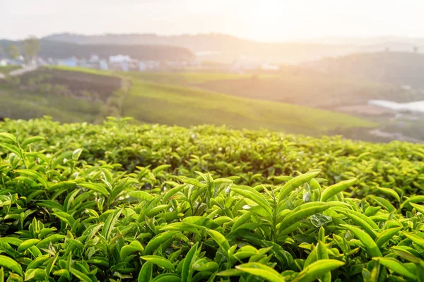 Gün batımında genç üst taze parlak yeşil çay yaprakları — Stok fotoğraf