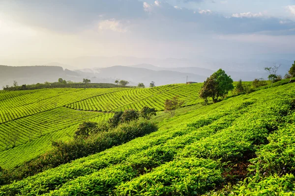 Çay plantasyon muhteşem manzarası. Fantastik yaz kırsal manzara — Stok fotoğraf