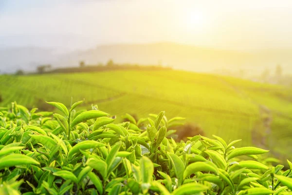 Beautiful young upper green tea leaves in rays of sunset — Stock Photo, Image